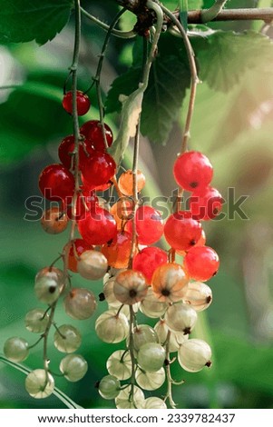 Similar – Foto Bild Tomaten Lebensmittel