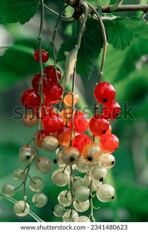 Similar – Foto Bild Tomaten Lebensmittel