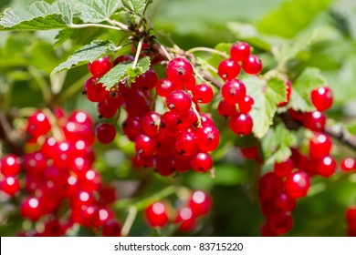 Red Currant berries on a bush closeup