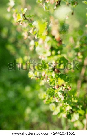Red currant blossom, blooming garden current bush, European red currant, Cultivated red currant flowers on branch