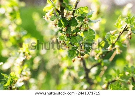 Red currant blossom, blooming garden current bush, European red currant, Cultivated red currant flowers on branch