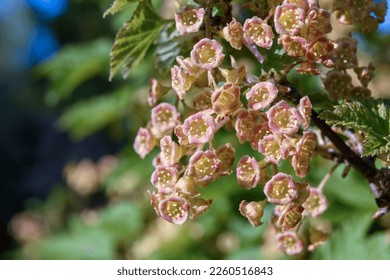 Red currant blossoms. Small flowers collected in bunches or inflorescences, close-up on a fruitful spring bush. Direct sunlight in the evening - Shutterstock ID 2260516843