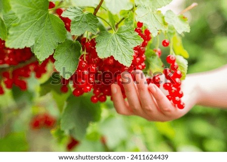 Red currant. Bunch of red currant berries in hand close-up on blurred green garden background. hand plucks a bunch of currants from a branch. Currant bush on a trunk