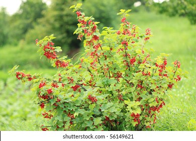 Red Currant Bush With Ripe Fruits