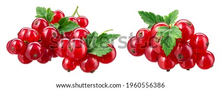 Red currant isolated. Currant red with leaves on white background. Currants on white. Red currant on branch. Clipping path.