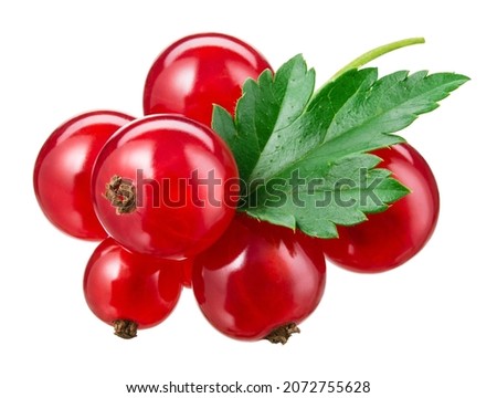 Red currant on branch. Currant red with leaf isolated on white background. Currants on white. Red currant on branch. Clipping path.