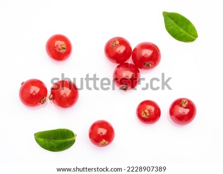 Red Currant on the white background