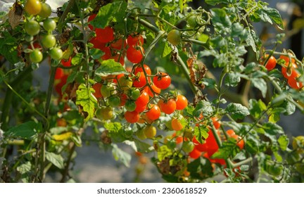 Red currant tomato in the garden. Care, disease, and protection. - Powered by Shutterstock