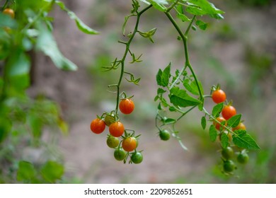 Red Currant Tomato In The Garden. Home Growing Concept. Tomato Disease Concept.