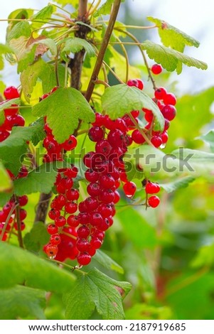 red currants growing in garden, after rain