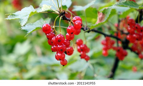 red currants on a branch on a summer day