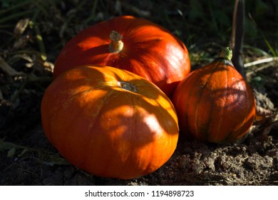 Red Curry Squash Freshly Harvested From The Garden. Two Different Types. Happy Halloween !