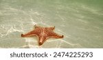 Red Cushion starfish in shallow waters of a Caribbean coast      