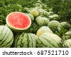 watermelon field