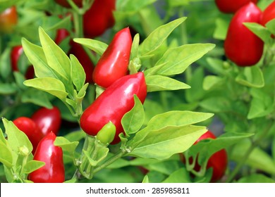 Red Cute Ornamental Pepper (Capsicum Annuum)