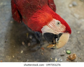 751 Parrot Eating Nut Images, Stock Photos & Vectors 