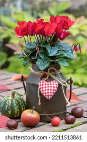 Red Cyclamen Flower In Vintage Milk Can As Floral Decoration