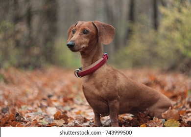 red dachshund in the autumn forest