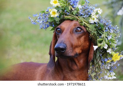 Red dachshund with a beautiful wreath on his head