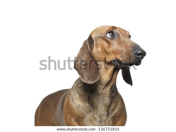 Red Dachshund Close Portrait Red Short Stock Photo Edit Now