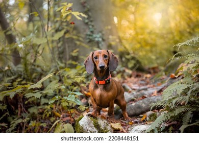 Red Dachshund Dog In Autumn Forest 