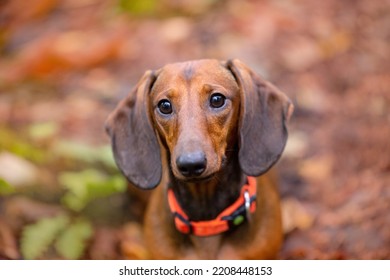 Red Dachshund Dog In Autumn Forest 