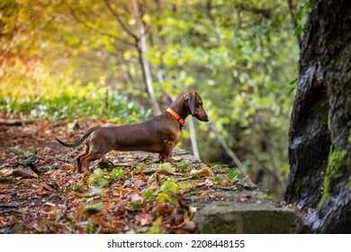 Red Dachshund Dog In Autumn Forest 