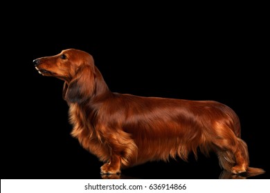 Red Dachshund Dog Standing on Isolated Black background, side view