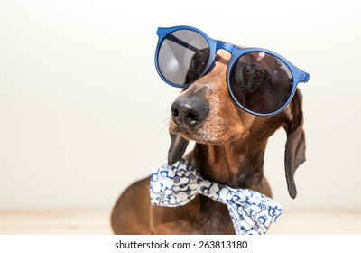 Red dachshund dog with sun glasses or bow tie scarves Red dachshund dog with sun glasses or bow tie handkerchiefs over wooden table