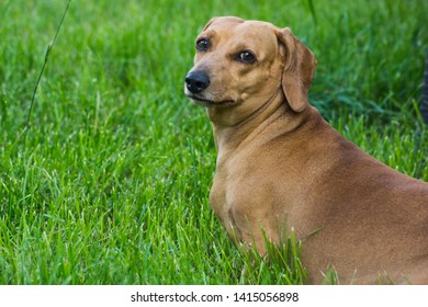 Miniature Sausage Dog Images Stock Photos Vectors Shutterstock