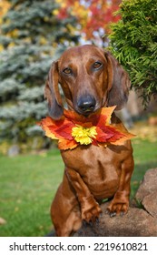 Red Dachshund With Leaf Bow