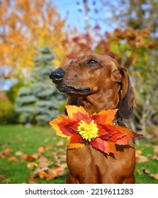 Red Dachshund With Leaf Bow