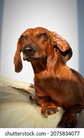 Red Dachshund Looks With A Sly Look