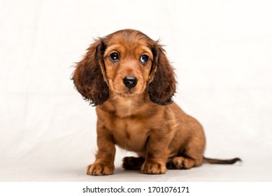 Red dachshund puppy Beautiful ginger dog with shaggy ears close up on a white background Very sad sits want to ask looks carefully is going to cry he has big ears beautiful eyes