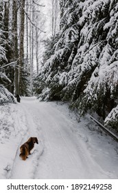 Red dachshund standing in winter forest, dog in the snow