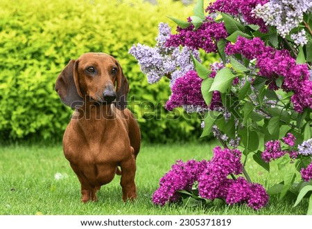 A red dachshund stands near a lilac bush