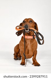 El dachshund rojo quiere dar un paseo y sostiene una correa en la boca