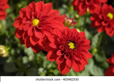 Red Dahlia