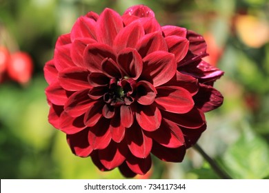 Red Dahlia