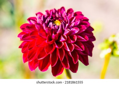 11,283 Dahlia landscape Images, Stock Photos & Vectors | Shutterstock