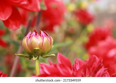 Red Dahlia Flower Bud Opening