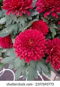 Red Dahlia Flower In Garden. Red Flowers.Dahlia Pinnata.Beautiful Picture Of Red Dahlia. Wallpaper Of Beautiful Flower.