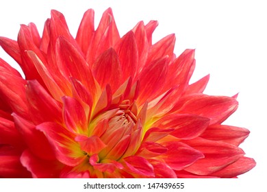 Red Dahlia Flower Isolated On White