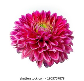 Red Dahlia Flower Isolated On White