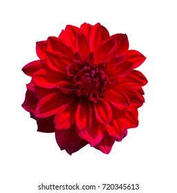Red Dahlia flower isolated on white background