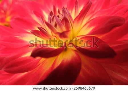 Red dahlia flower macro close up