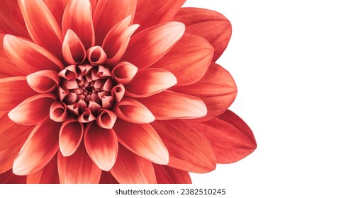 Red Dahlia flower macro isolated on white background - Powered by Shutterstock