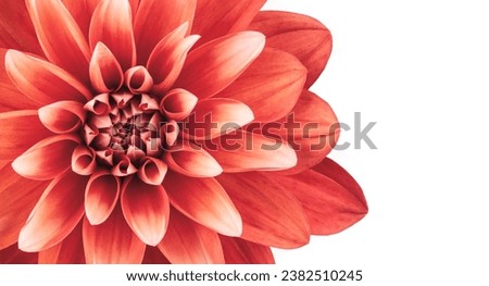 Red Dahlia flower macro isolated on white background