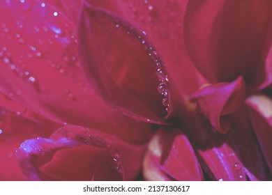 Red Dahlia Flower With Many Shining Water Drops On It. Floral Background With Photo Filter, Toned.