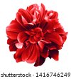 red flower isolated